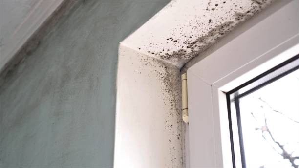 Best Commercial Mold Removal  in Lamoni, IA
