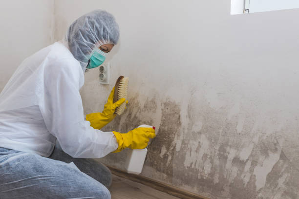 Best Black Mold Removal  in Lamoni, IA