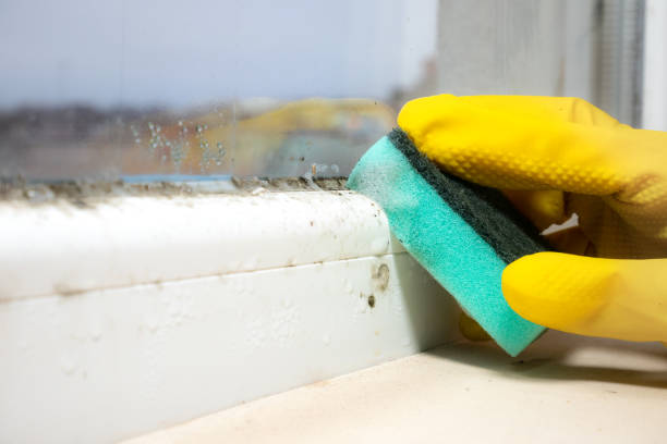 Best Water Damage Restoration  in Lamoni, IA