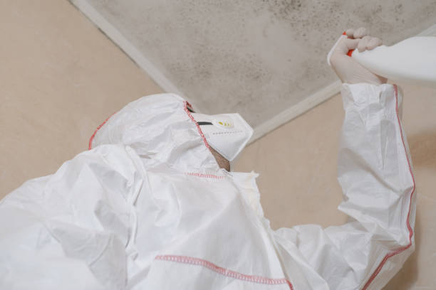 Best Attic Mold Removal  in Lamoni, IA