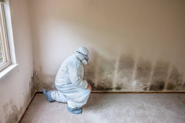 Mold Removal and Inspection in Lamoni, IA