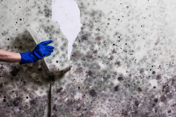 Best Crawl Space Mold Removal  in Lamoni, IA