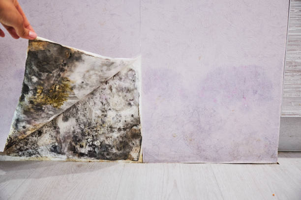 Best Mold Removal Company Near Me  in Lamoni, IA